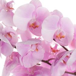 Phalaenopsis rosa Tikal 45 Blüte 3 Stiele 80cm 