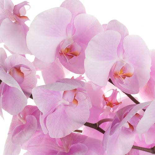 Phalaenopsis rosa Tikal 45 Blüte 3 Stiele 80cm 
