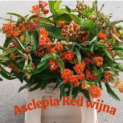 Aesclepia Orange Red wijna 45cm
