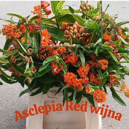 Aesclepia Orange Red wijna 45cm