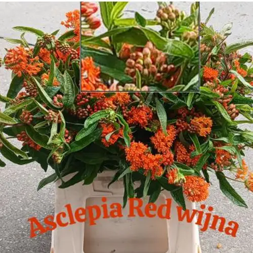Aesclepia Orange Red wijna 45cm