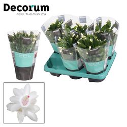 Schlumberg.weiss T13 H28