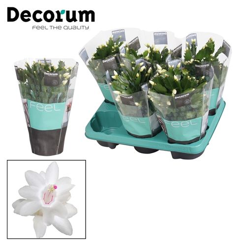 Schlumbergera weiss T13 H027