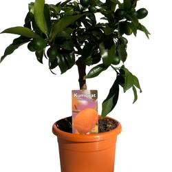 Zitrus Kumquat T15 H045