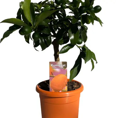 Zitrus Kumquat T15 H045