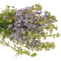 Rittersporen Lila 80cm