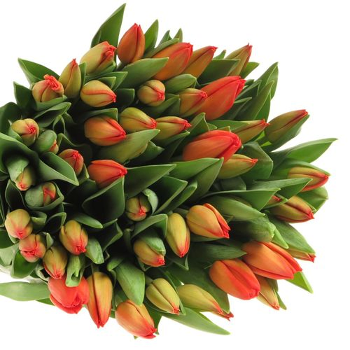 Tulpe orange Lalibela 36 Gramm