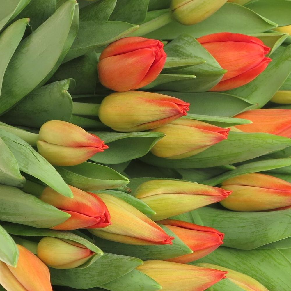 Tulpe orange Lalibela 36 Gramm