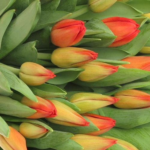 Tulpe orange Lalibela 36 Gramm