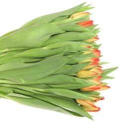 Tulpe orange Lalibela 36 Gramm