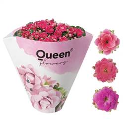 Kal.Gef. rosa Queen T10,5 H020