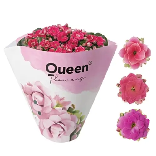 Kalanchoe Gef. rosa Queen T10,5 H020