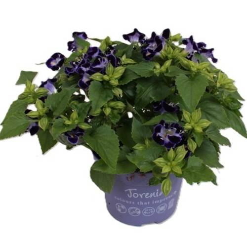 Torenia blau T13 H025