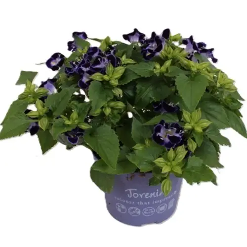 Torenia blau T13 H025