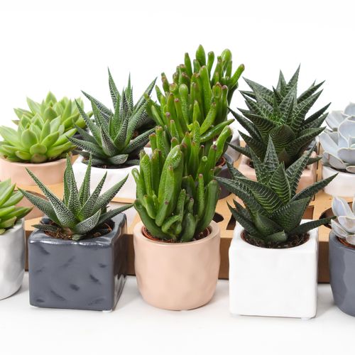 Succ.mix SuPure Davos Topf T07 H09
