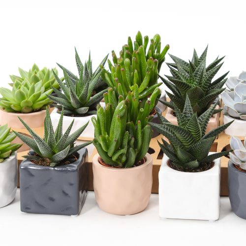 Succ.mix SuPure Davos Topf T07 H09