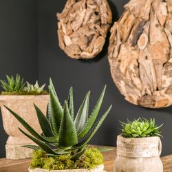 Succ.mix SuPure Davos Topf T07 H09