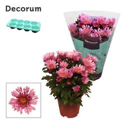 Chrys.rosa Anemona T13 H025