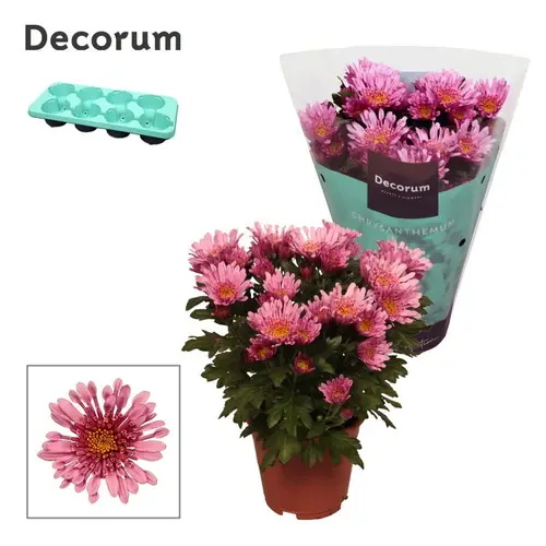 Chrys.rosa Anemona T13 H025