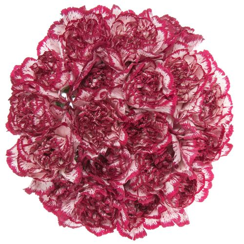 Nelke weiss/lila/rosa Bacarat 70cm