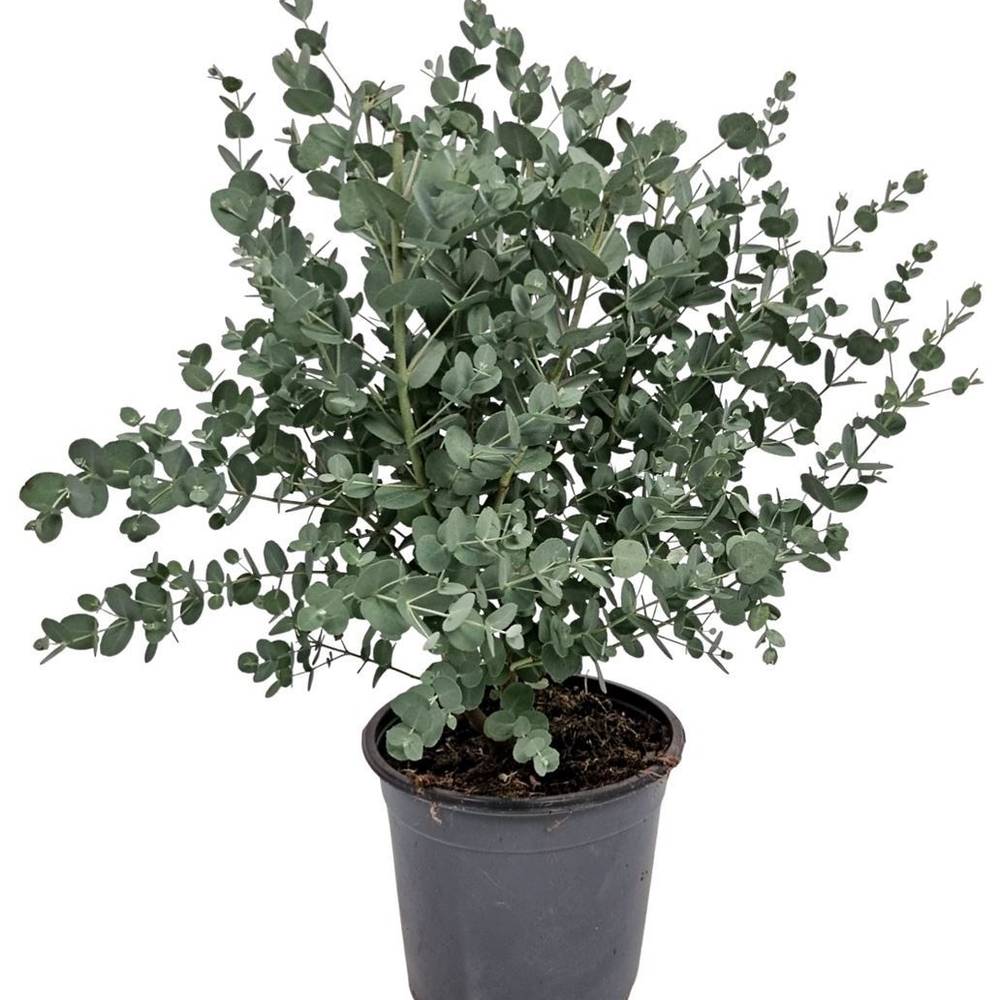 Eukalyptus Gunnii Strauch T17 H050