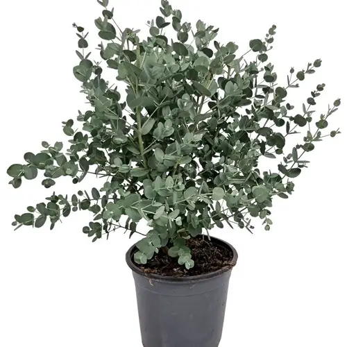 Eukalyptus Gunnii Strauch T17 H050