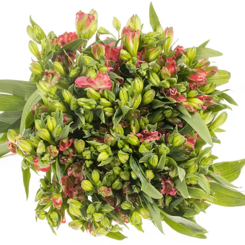 Alstroemerie pink Blush 20+Blüte 75cm