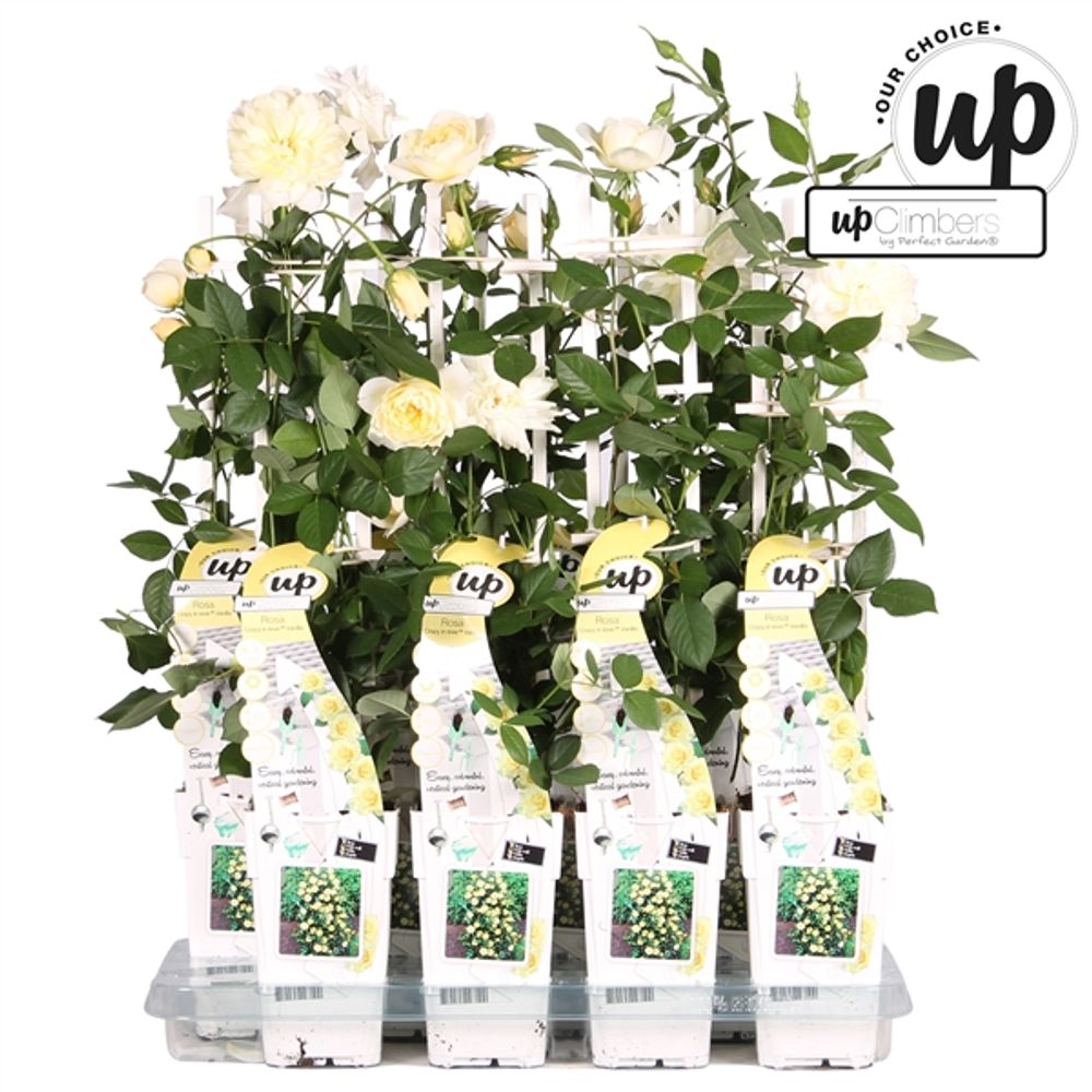 Rosa Kletter Vanilla T15 H50