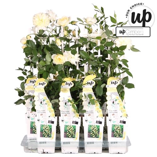 Rosa Kletter Vanilla T15 H50