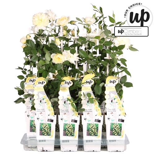 Rosa Kletter Vanilla T15 H50