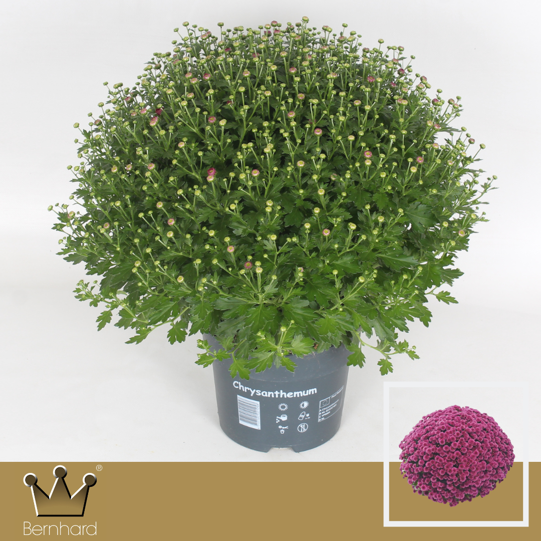 Chrysantheme Kugel lila Jasoda T19 H040