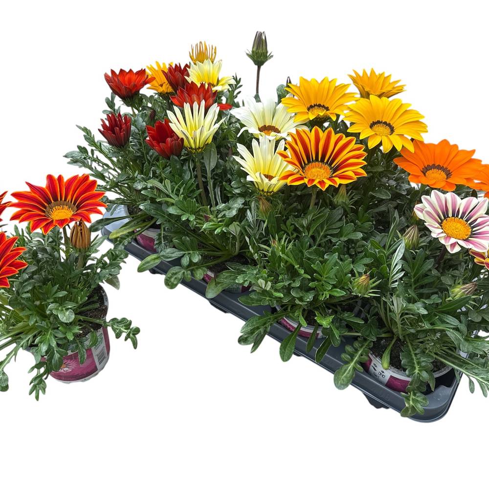 Gazania mix Rigens T12 H028
