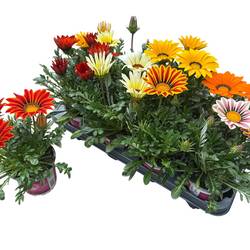 Gazania mix Rigens T12 H028