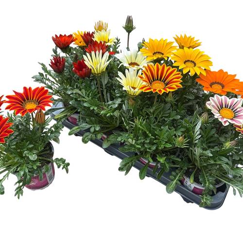 Gazania mix Rigens T12 H028