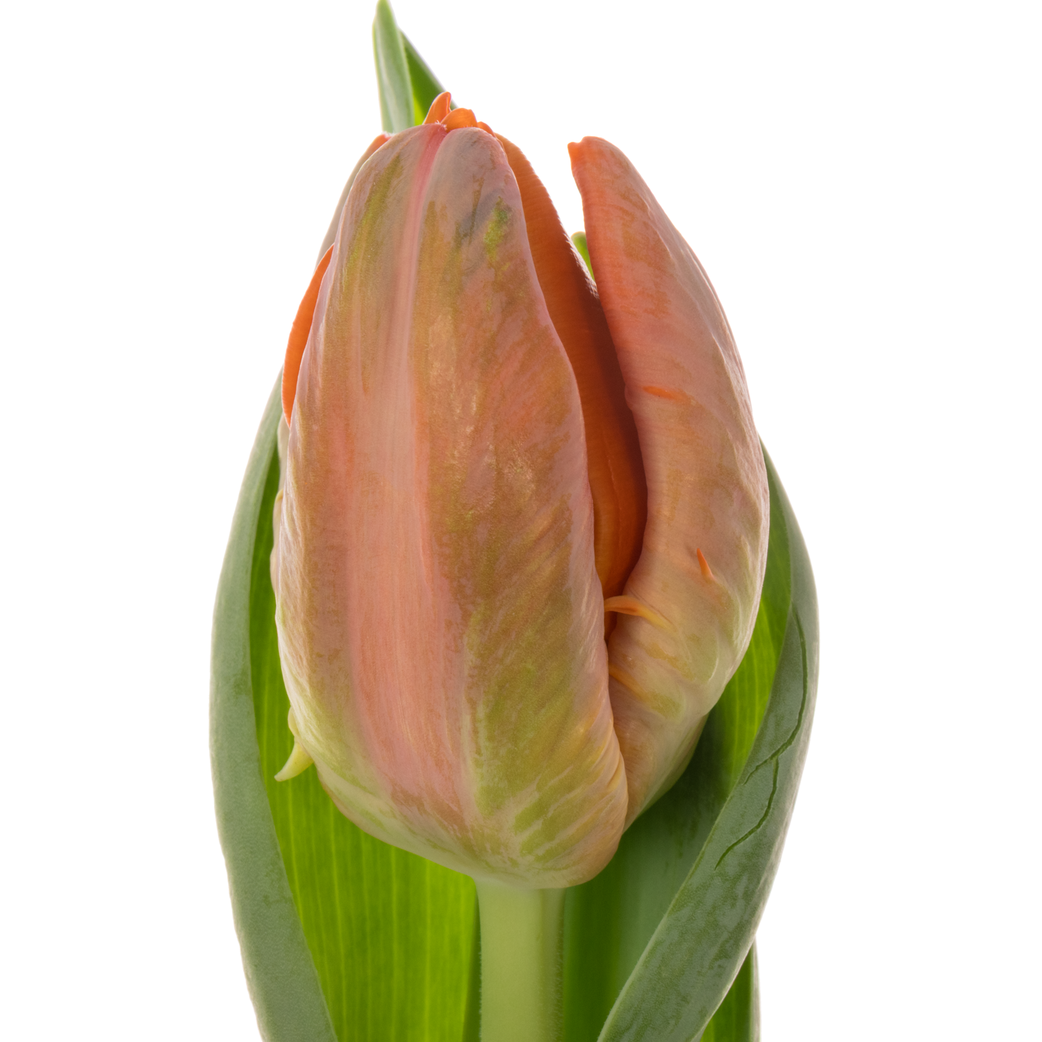 Tulpe orange Papageien Ad Rem 60 Gramm