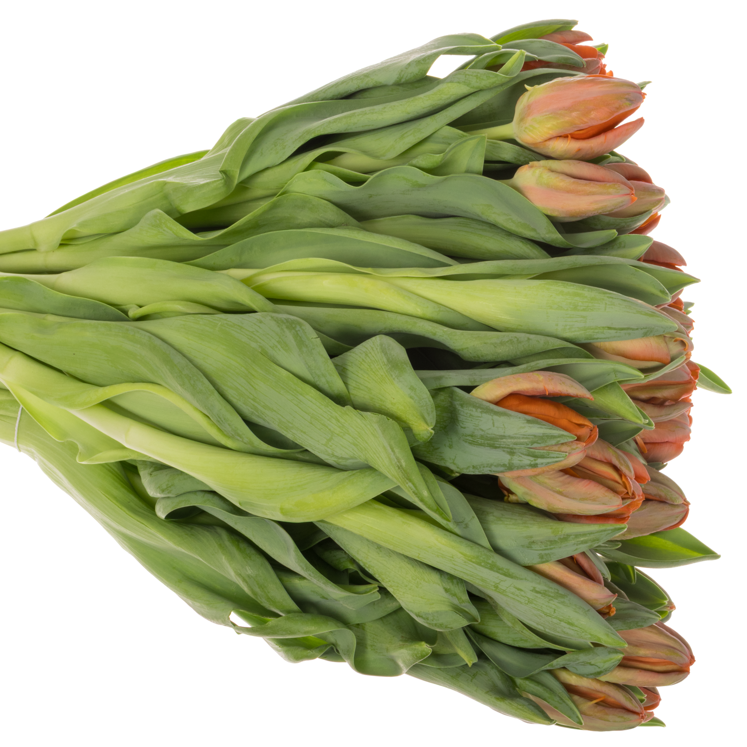 Tulpe orange Papageien Ad Rem 60 Gramm