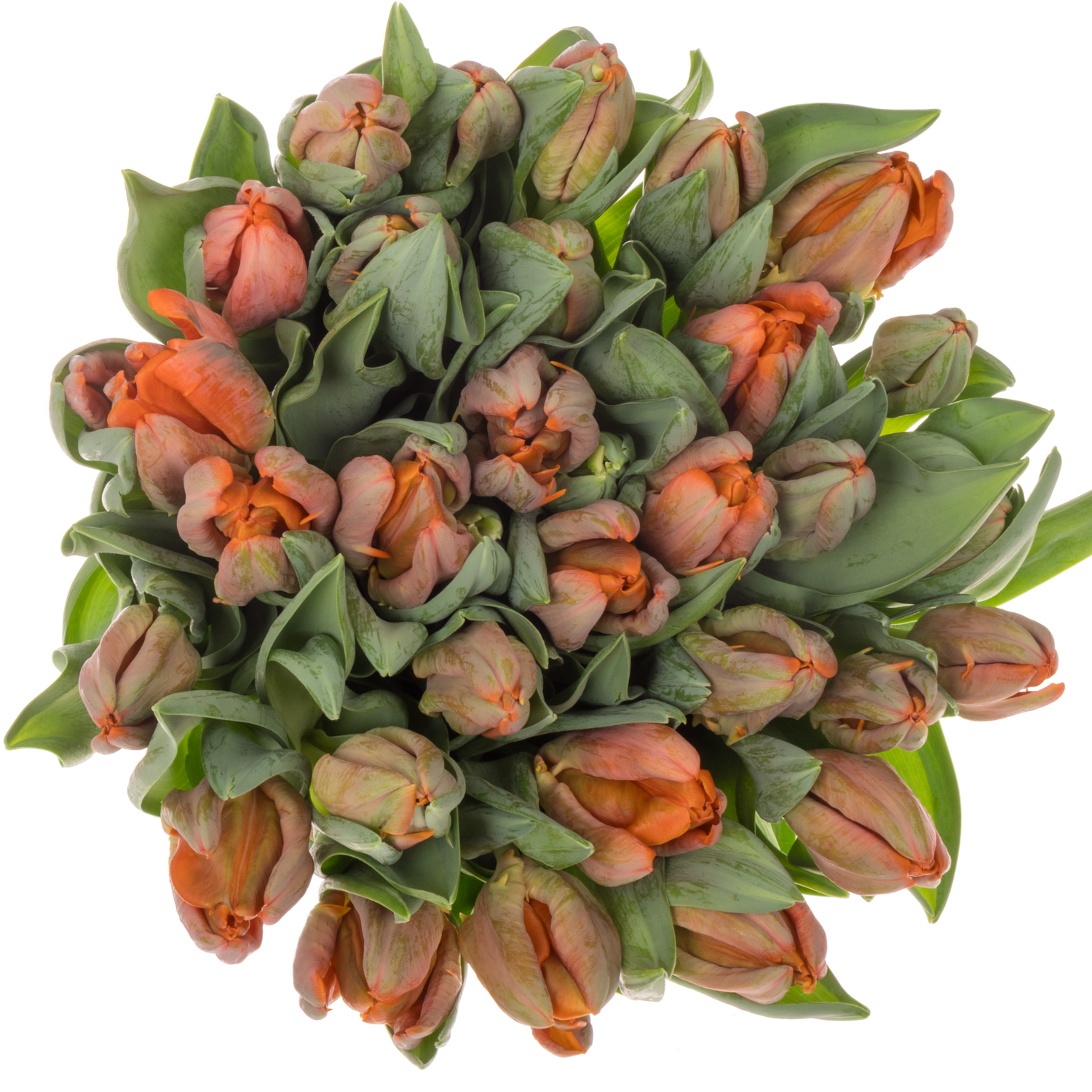 Tulpe orange Papageien Ad Rem 60 Gramm