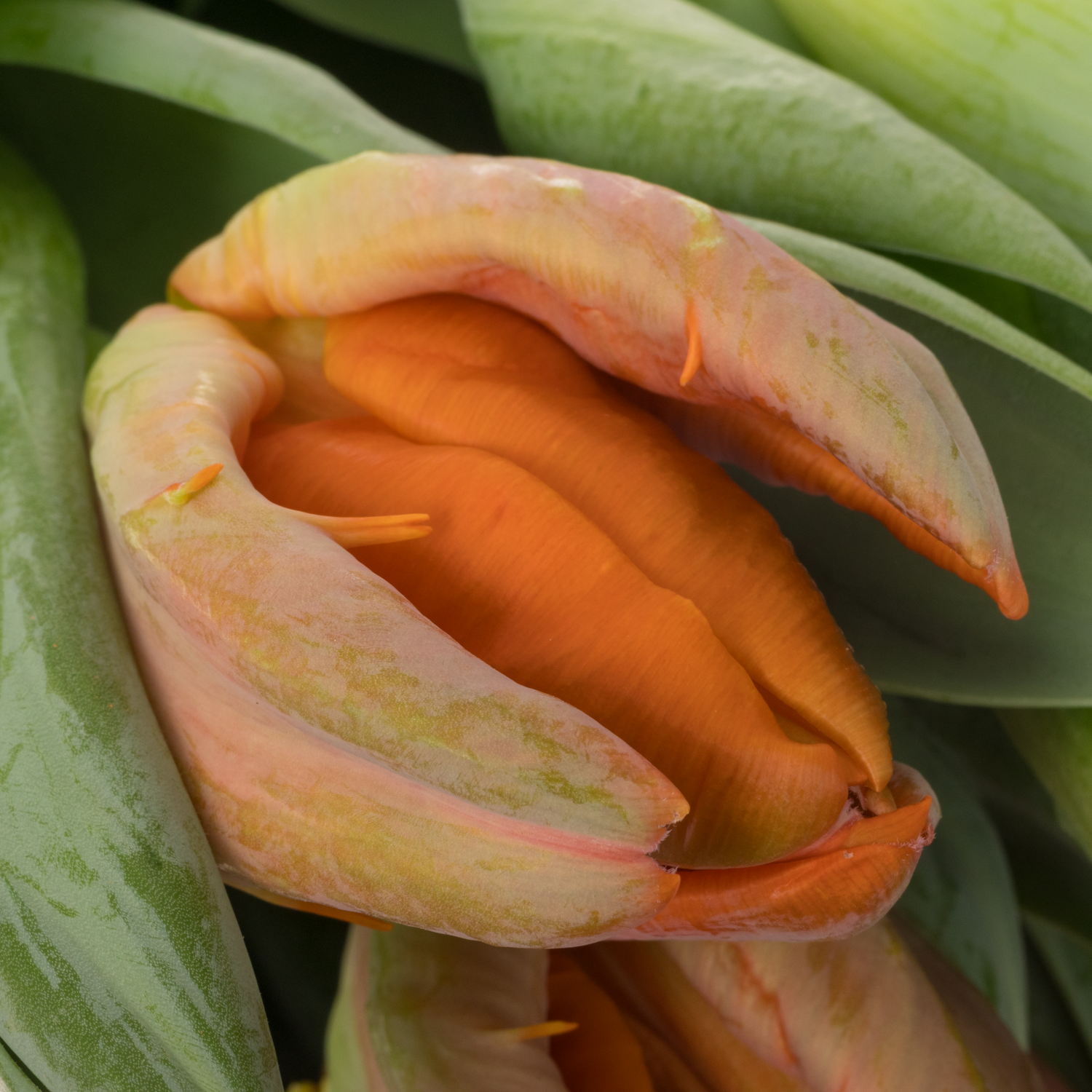 Tulpe orange Papageien Ad Rem 60 Gramm