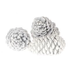 Zapfen Maritima weiss 12cm 3st