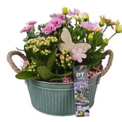 Garten.Arr PTPP6887 T19 H026