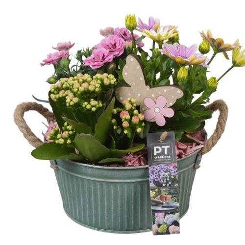 Garten.Arr PTPP6887 T19 H026