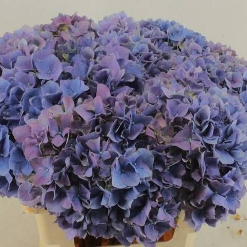 Hortensie lavendel Casanova 60cm