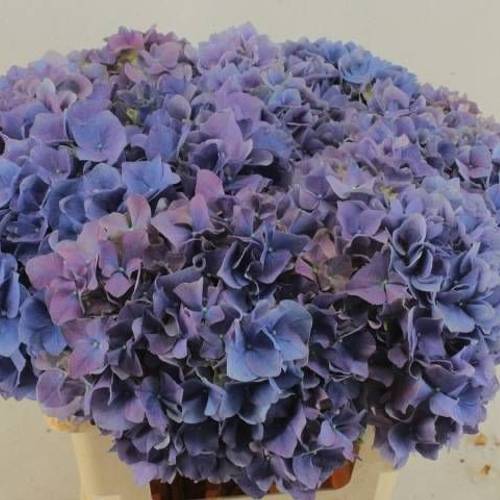 Hortensie lavendel Casanova 60cm