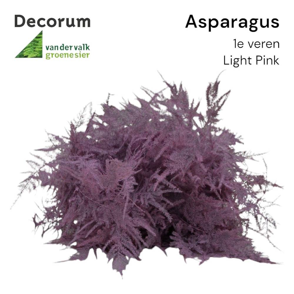 Plumosus hell rosa gefärbt 45cm (x25)