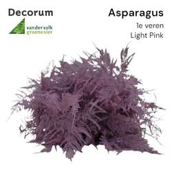 Plumosus hell rosa gefärbt 45cm (x25)