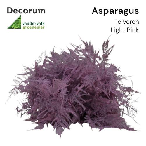 Plumosus hell rosa gefärbt 45cm (x25)