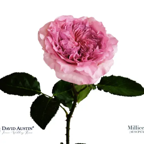 Rose rosa David Austin Millicent 50cm