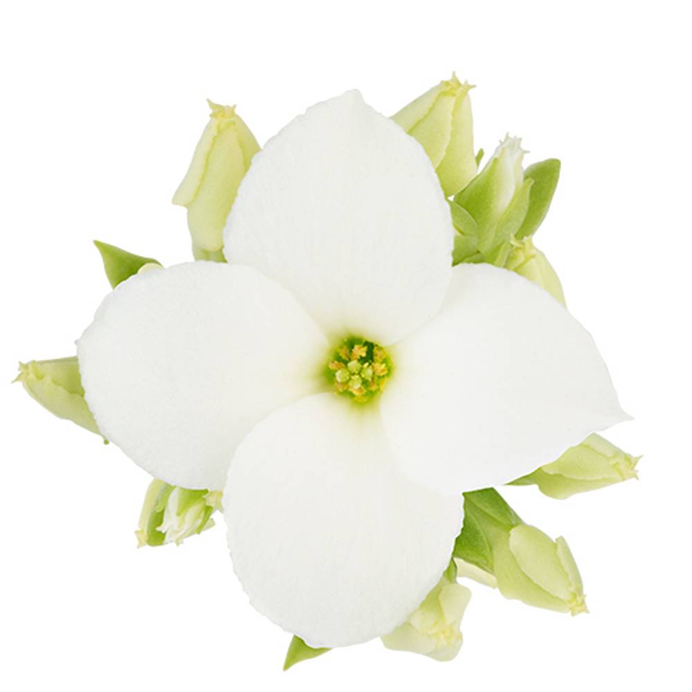 Kalanchoe Einfachbl. weiss T06 H008