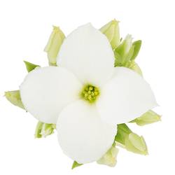 Kalanchoe Einfachbl. weiss T06 H008