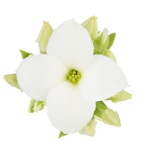 Kalanchoe Einfachbl. weiss T06 H008